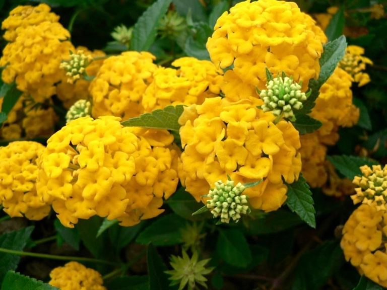 10 Beautiful Types Of Yellow Flowers For Your Backyard