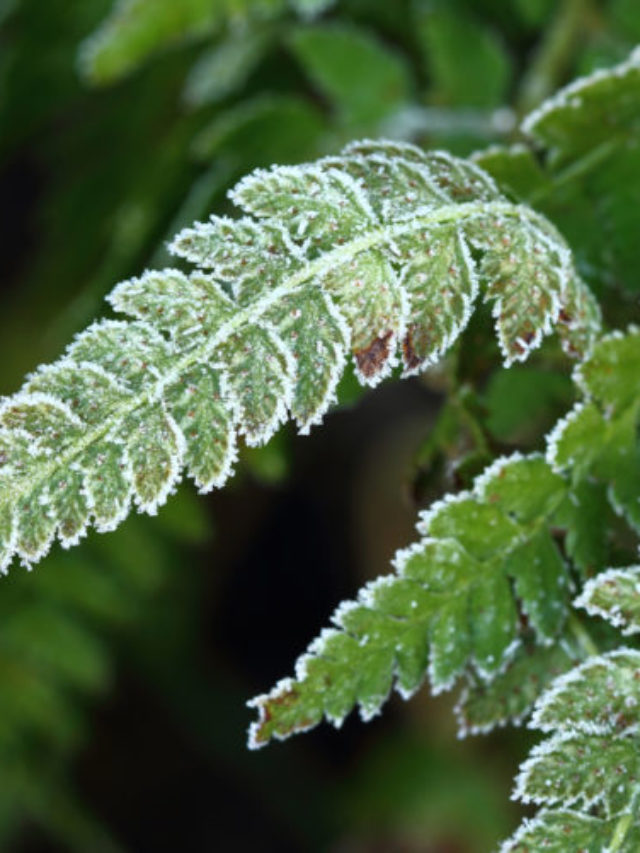 Everything You Need to Know About Frosty Fern Plants Story Nimvo