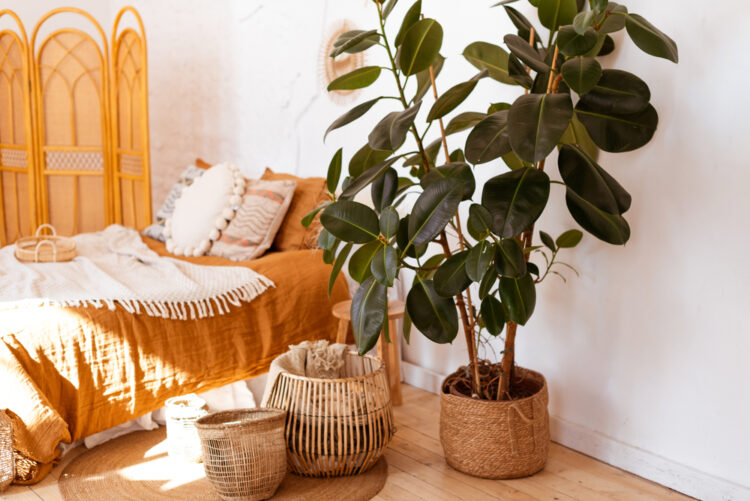 Can A Ficus Tree Survive Outdoors 